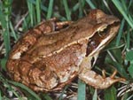 Frosch