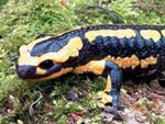 Feuersalamander